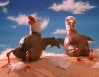 The Birds From Land.JPG